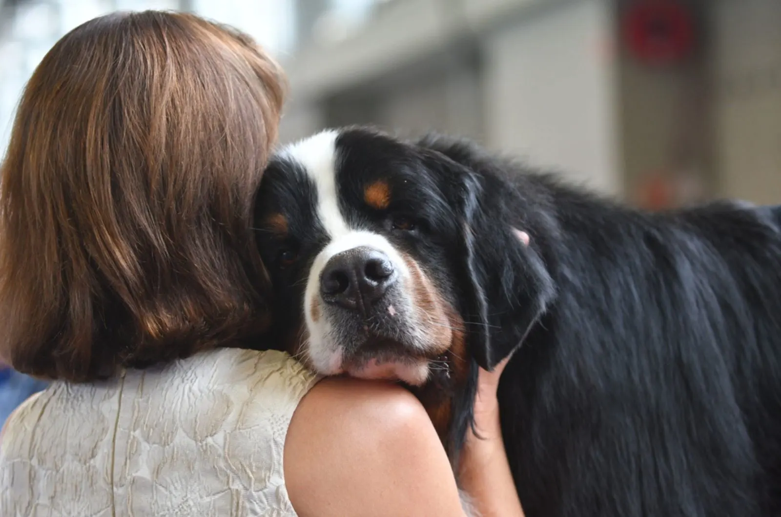 beautiful bernese mountain dog leaned its head on its owner's shoulder