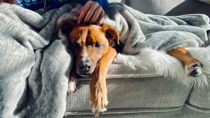 Why Does My Dog Make Weird Noises: 9 Purring Reasons