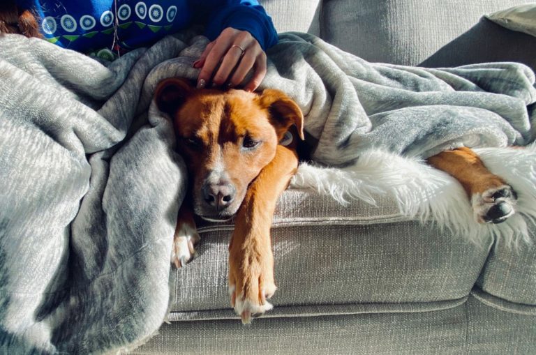 dog lying beside its owner on the couch