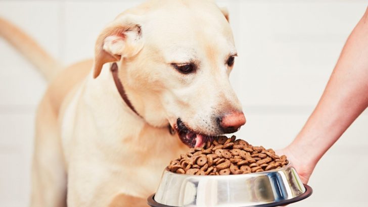 Decoding Clingy Behavior: Why Does My Dog Eat Only When I’m Around?