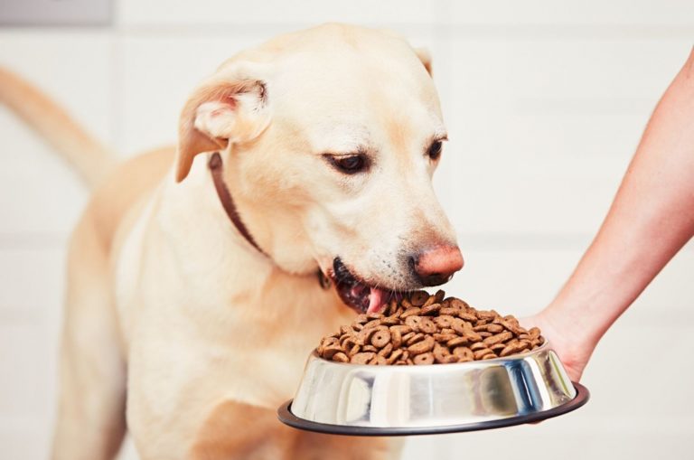 owner feeding hungry labrador retriever