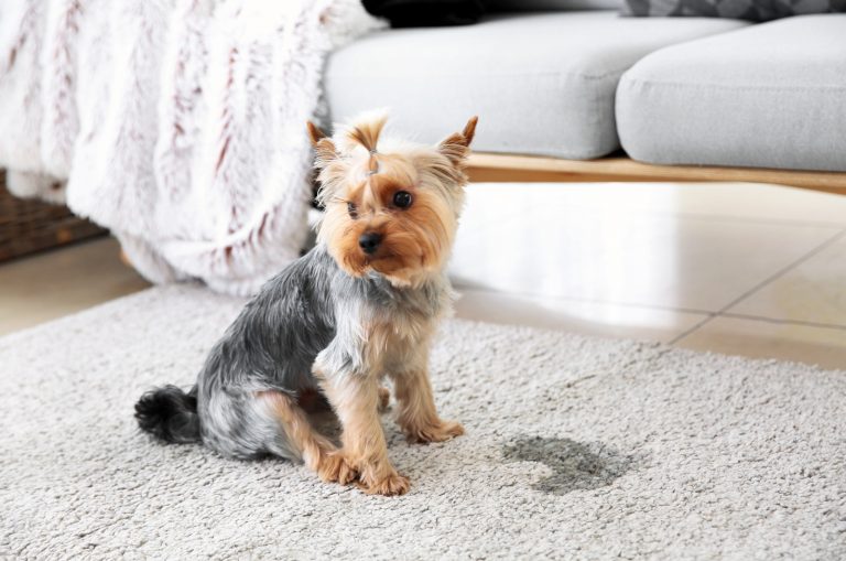 dog sitting by wet spot on carpet