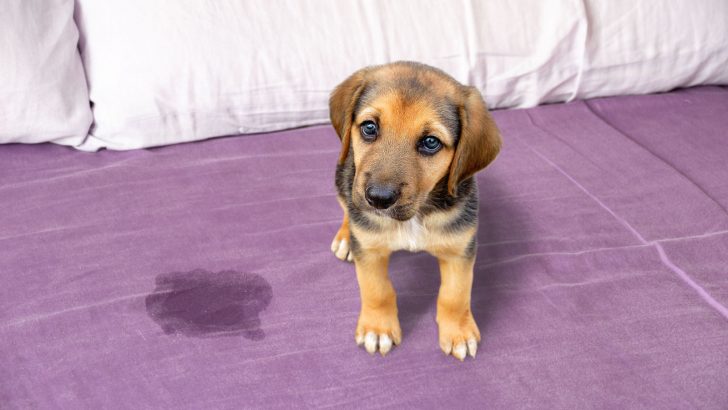 Why Does My Dog Pee On My Bed? Here Are 5 Potential Answers