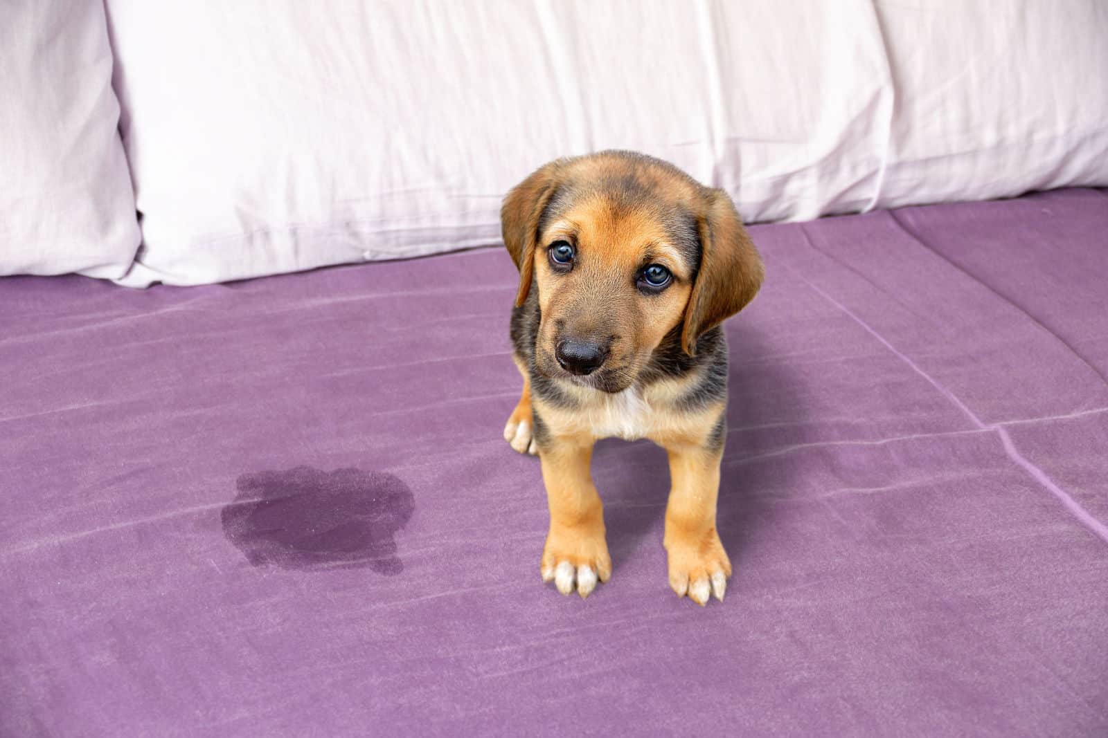 Cute puppy sitting near wet or piss spot on the bed inside the bedroom