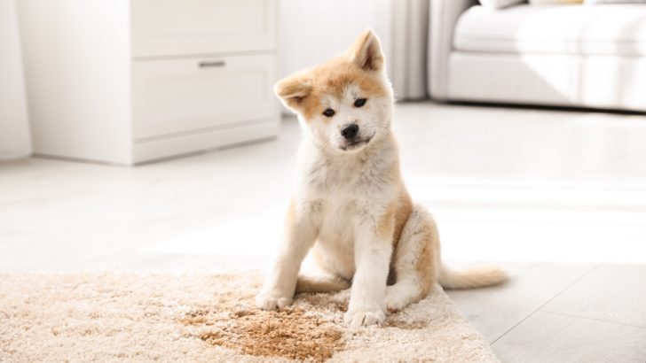 Why Does My Dog Pee When Excited? It’s One Of These 4 Reasons