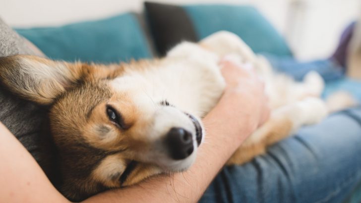 Why Does My Dog Rub His Face On Me – 8 Explanations
