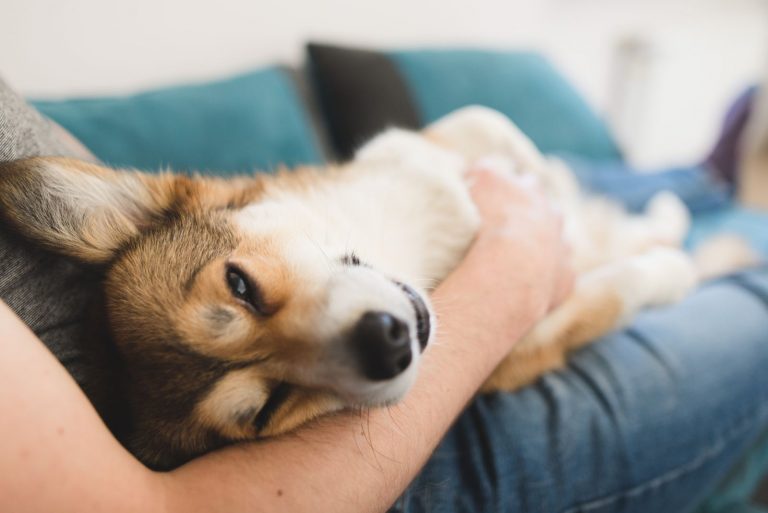 the dog rubs his face against the woman