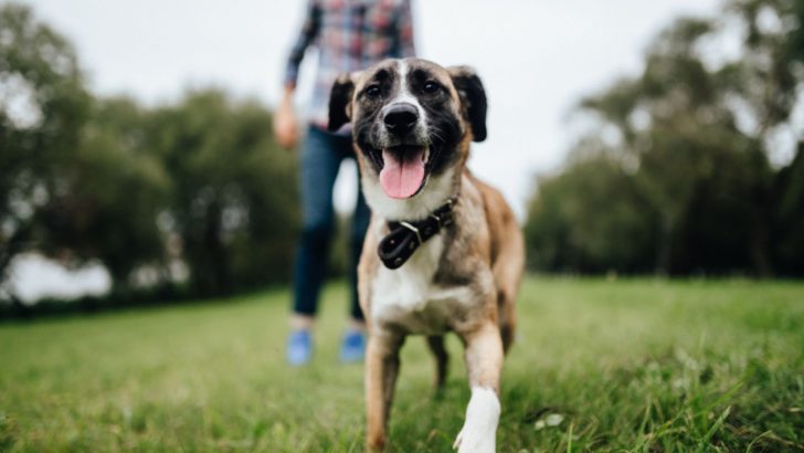 Why Does My Dog Run Away From Me – 7 Most Common Reasons