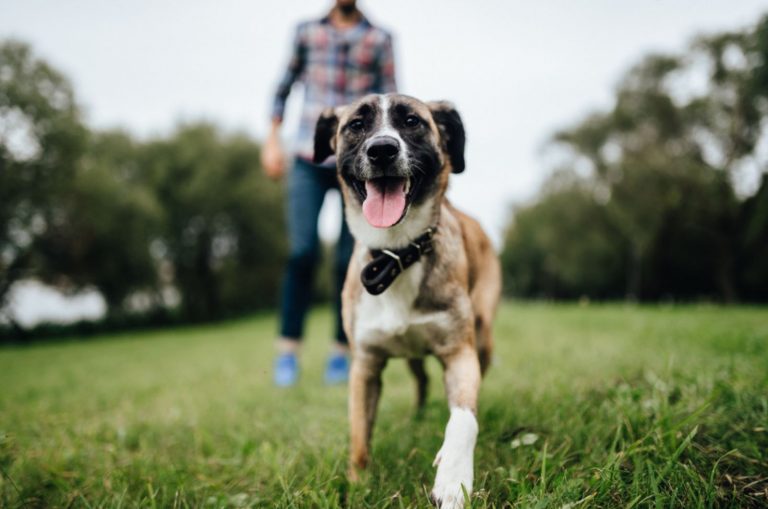 dog running away from his owner in the park