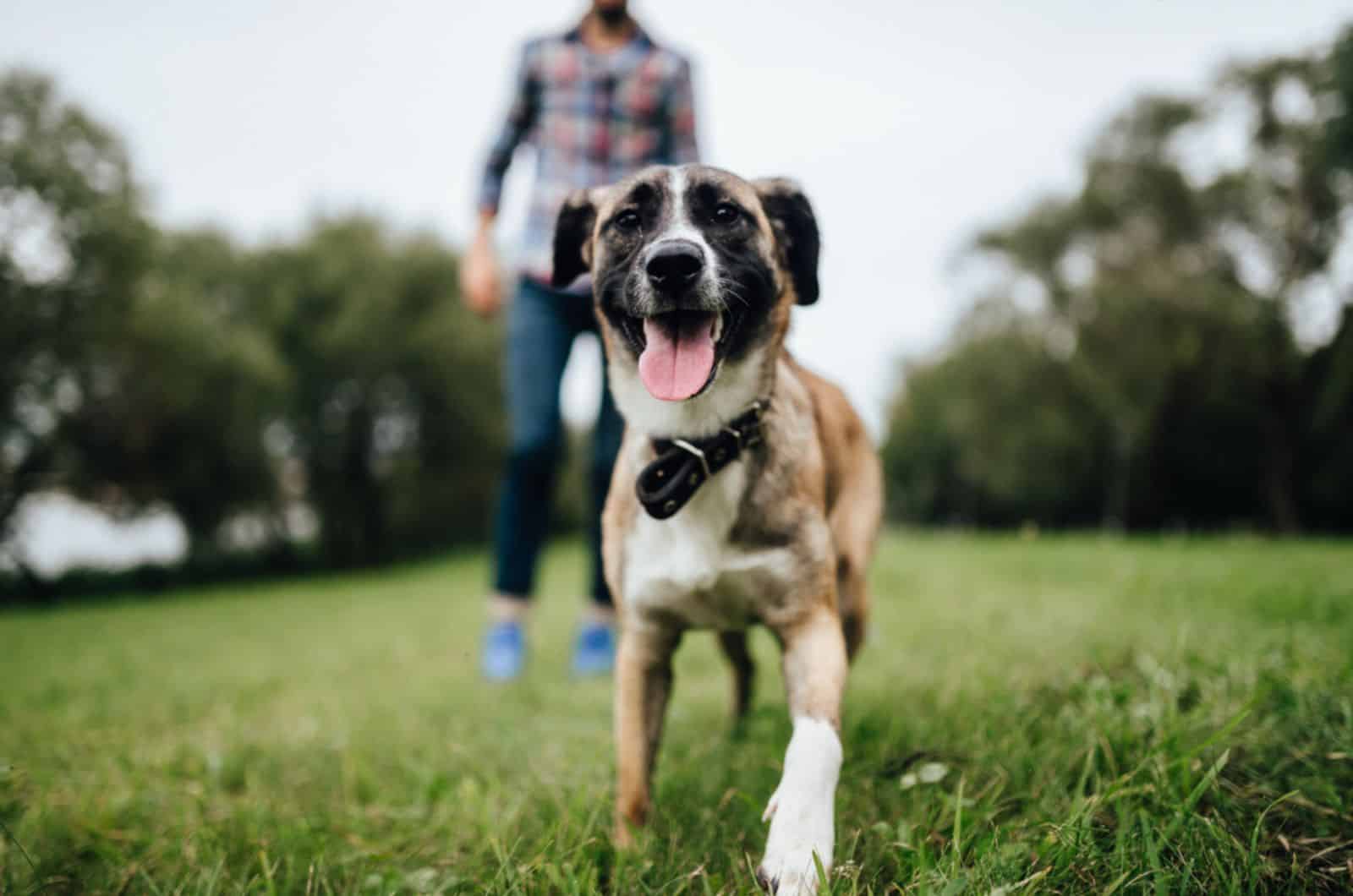 Why Does My Dog Run Away From Me – 7 Most Common Reasons