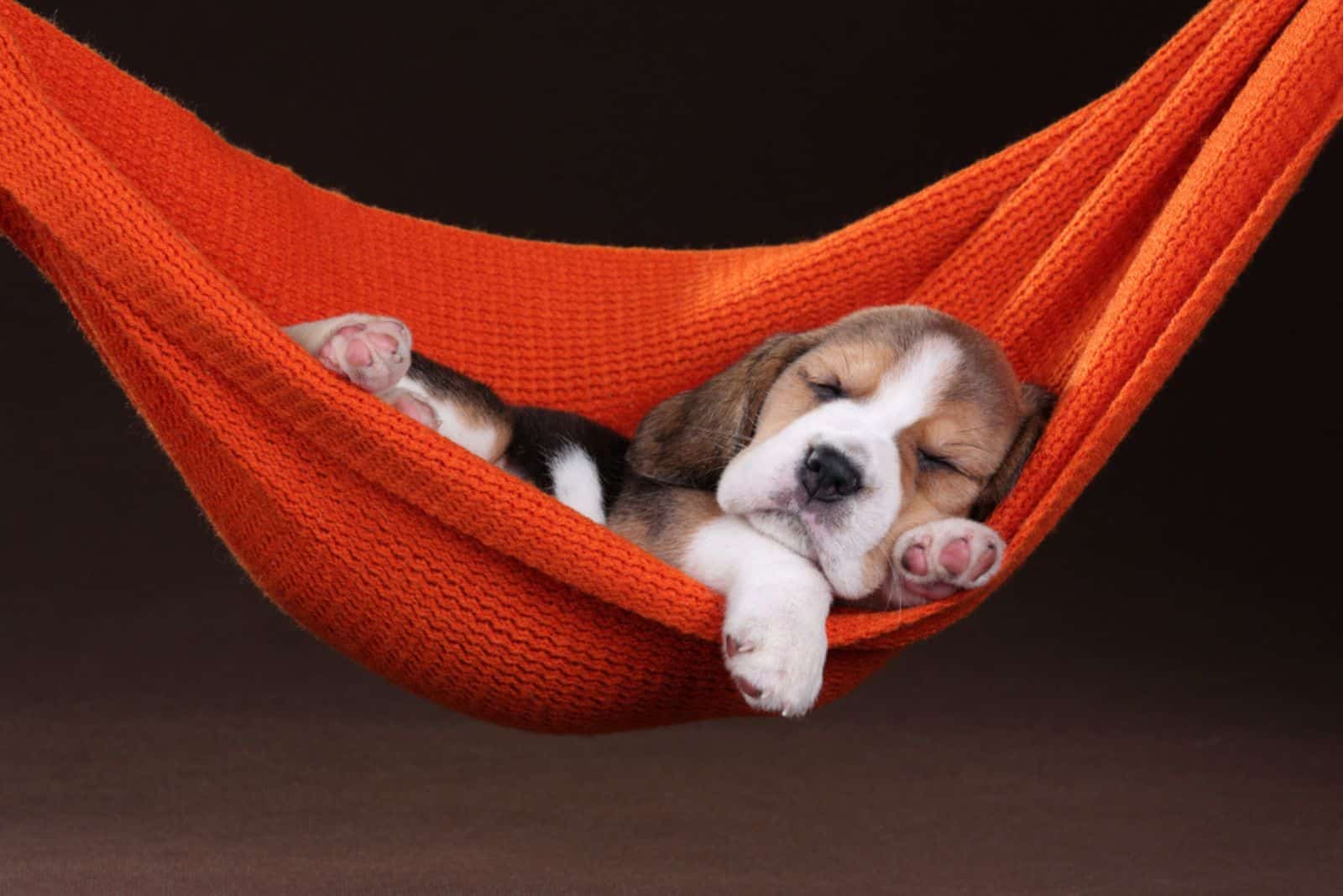 Small beagle puppy sleeping in a hammock