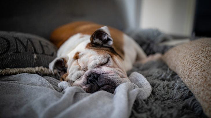 Why Does My Dog Snore? 9 Reasons Behind The No(i)se
