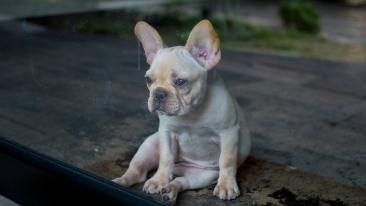 Why Does My French Bulldog Drag Her Bum? 7 Tushie Troubles