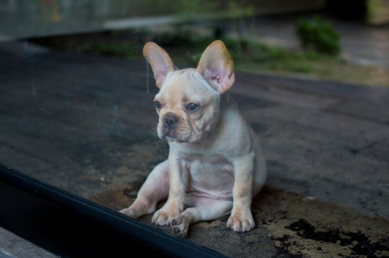 tired French Bulldog