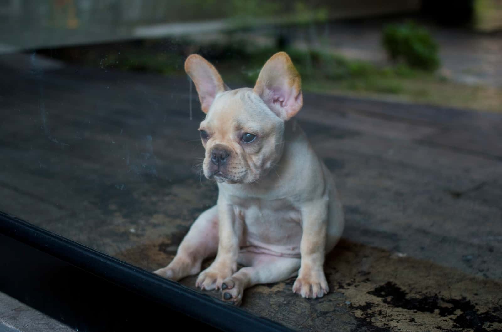 tired French Bulldog