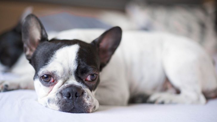 Why Does My French Bulldog Keep Being Sick: Top 8 Reasons