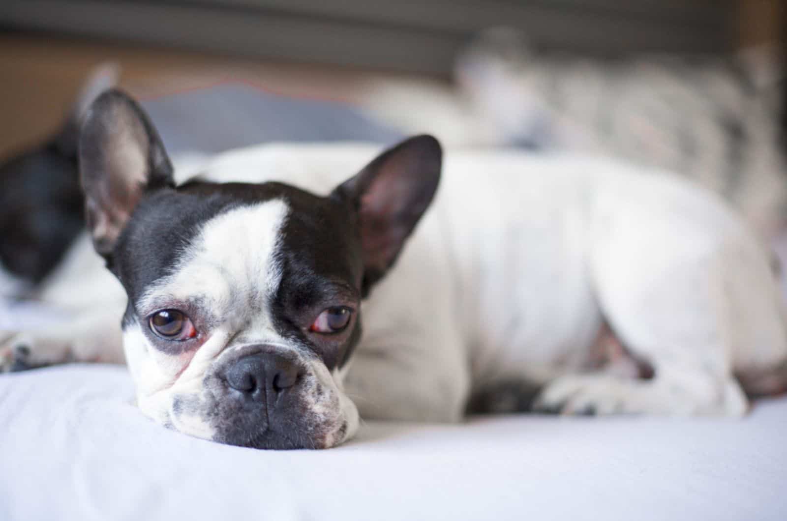 sick french bulldog lying on the bed
