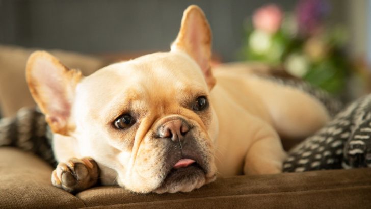 Why Does My French Bulldog Throw Up After Drinking Water? 5 Answers