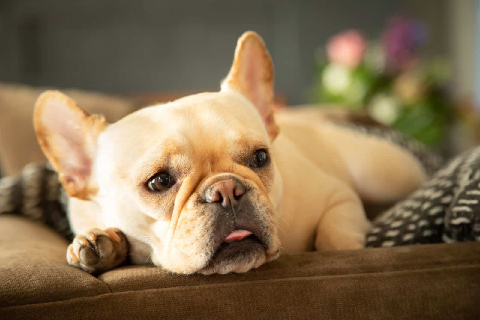the french bulldog is lying sick