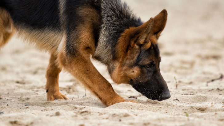 Why Does My German Shepherd Eat Poop?