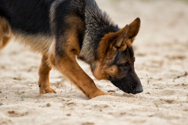 german shepherd sniffing