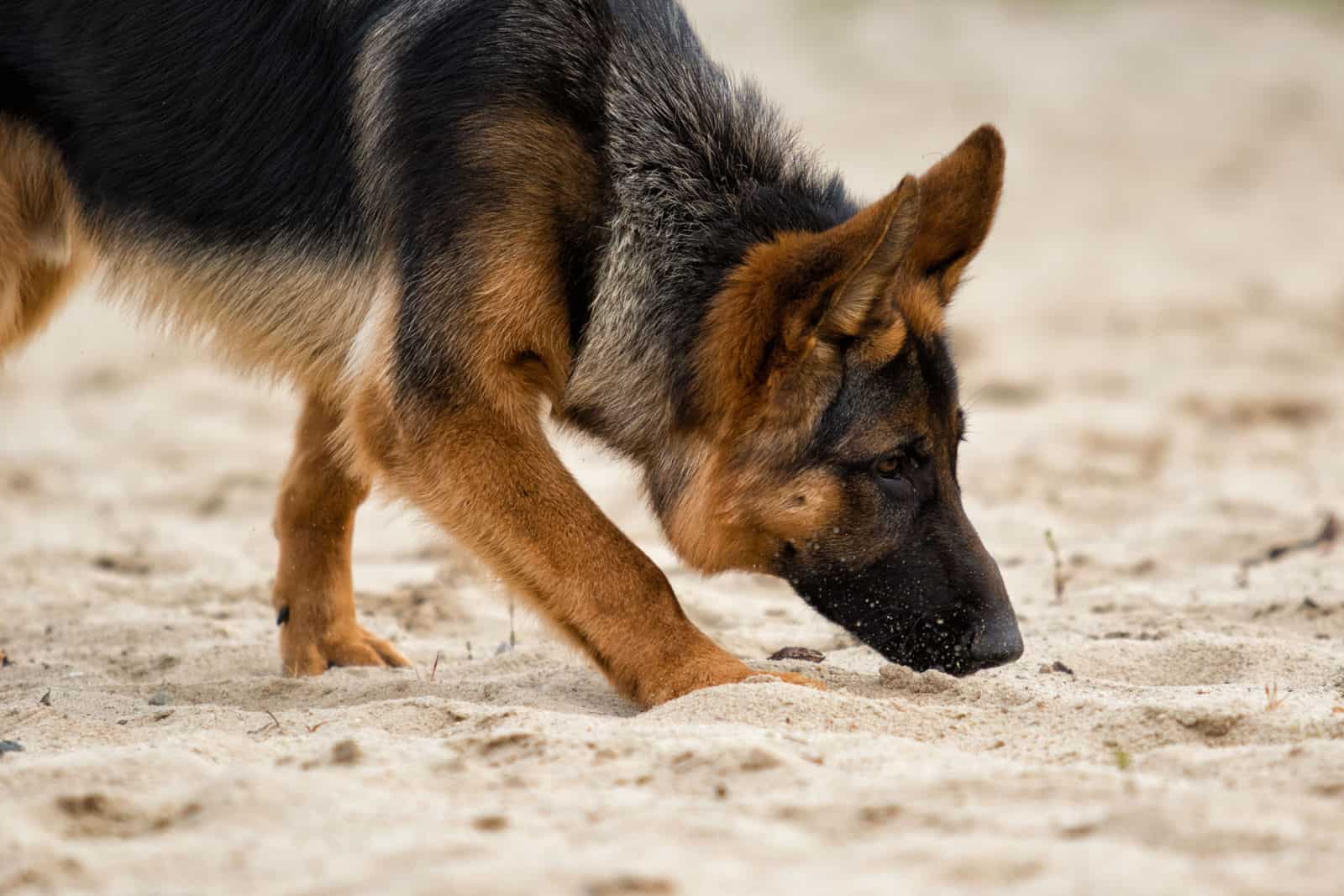 Why Does My German Shepherd Eat Poop?