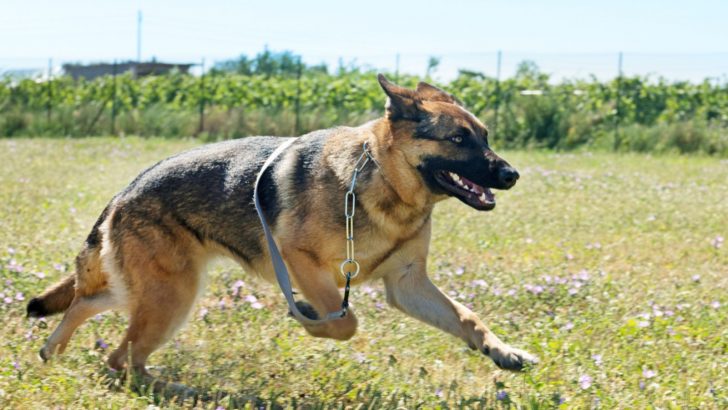 Why Does My German Shepherd Run Away From Me?