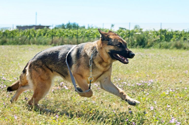 german shepherd running away