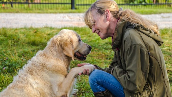 Why Does My Golden Retriever Put His Paw On Me – 11 Reasons