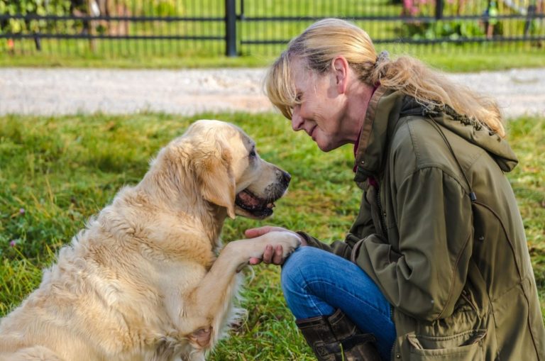 golden retriever gives paw to her female owner