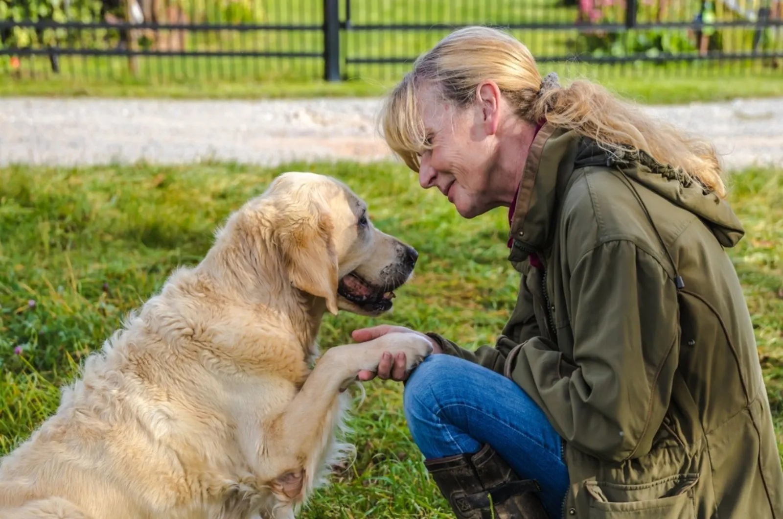 golden retriever gives paw to her female owner