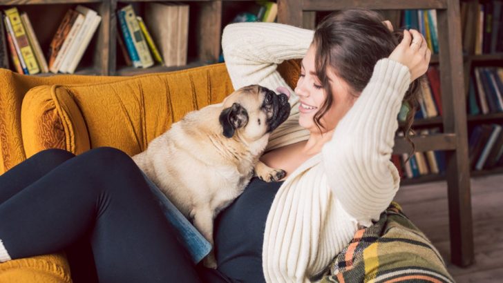 Why Does My Pug Lick Me So Much? 11 Pugly & Snugly Reasons