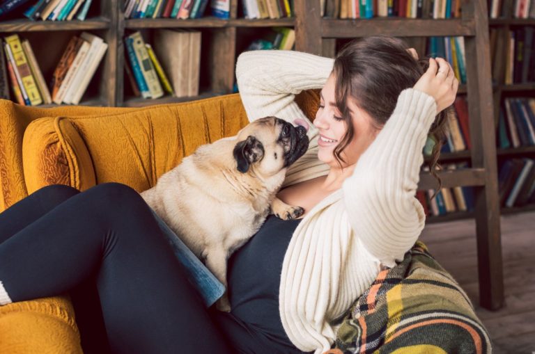 pug licking a girl sitting on the chair