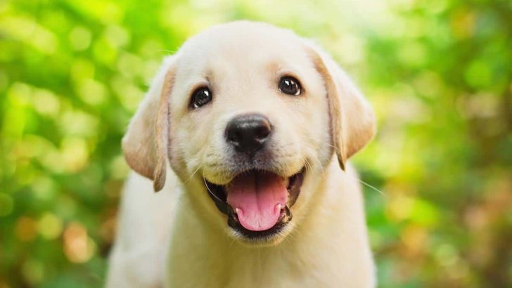 Why Does My Puppy Have Hiccups? Here Are 6 Answers For You