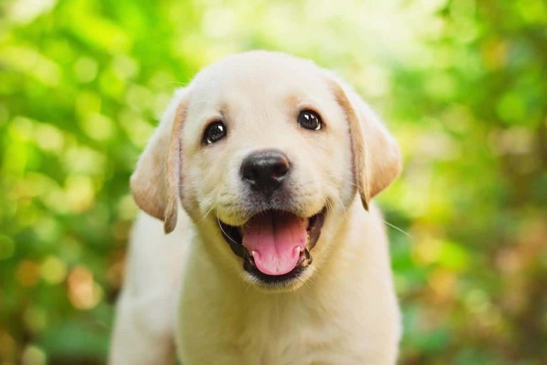 hiccup labrador puppy