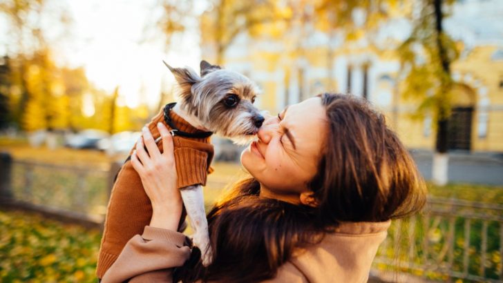 Why Does My Yorkie Lick Me So Much? Learn 6 Possible Reasons
