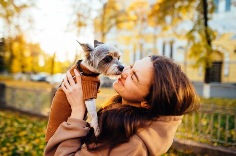 funny yorkie is licking its owner
