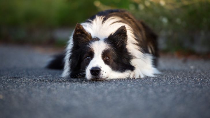 Why Is My Border Collie So Afraid Of People? Possible Causes