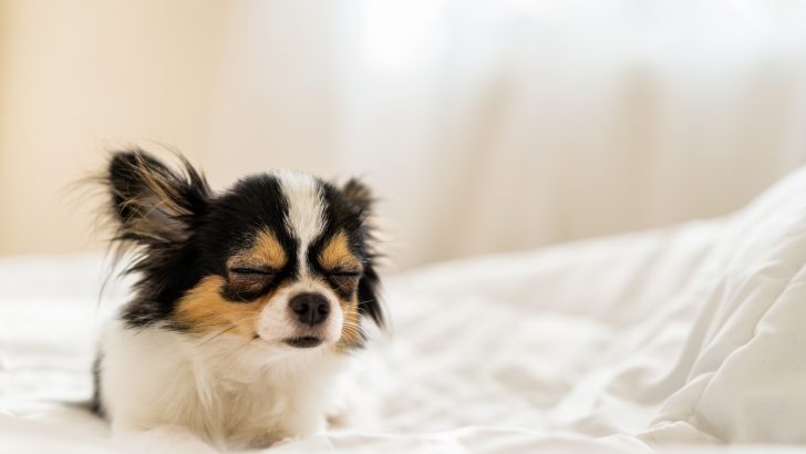 Why Is My Chihuahua Coughing? 12 Reasons Why