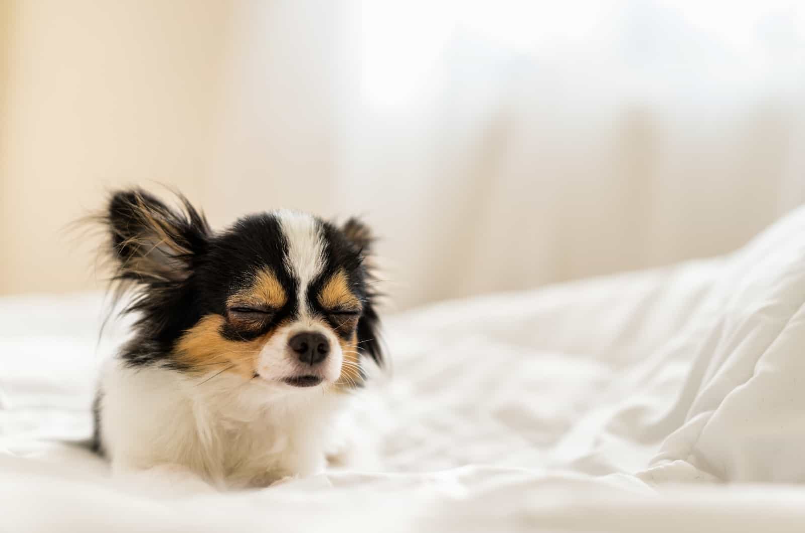 Why Is My Chihuahua Coughing? 12 Reasons Why