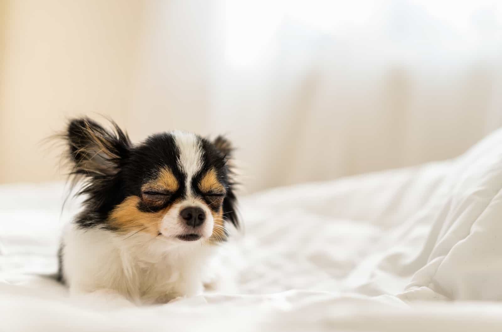 sick Chihuahua lying on bed