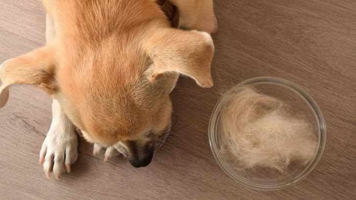 Why Is My Chihuahua Losing Hair? 7 Reasons For Bald Patches