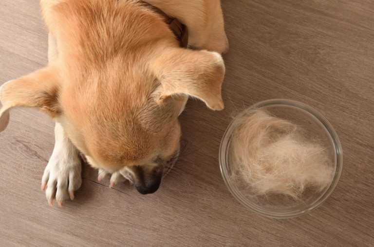 chihuahua and glass bowl full of hair