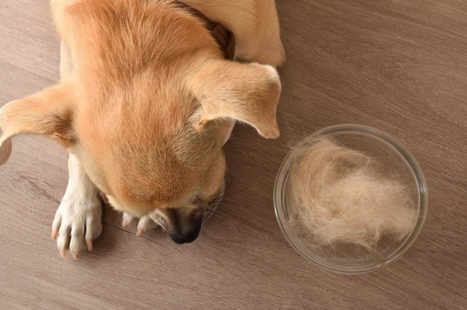 Why Is My Chihuahua Losing Hair? 7 Reasons For Bald Patches