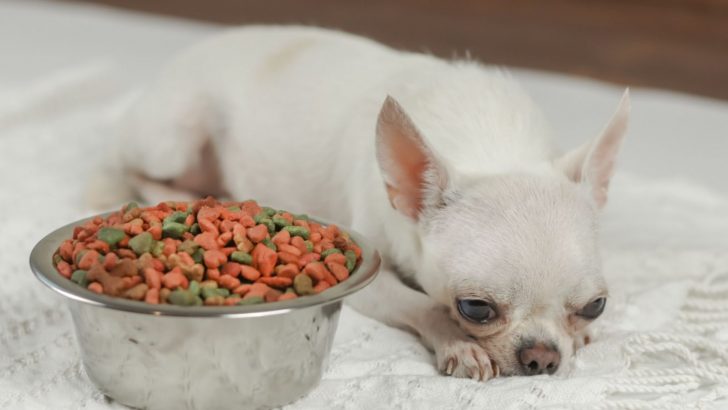 Why Is My Chihuahua Not Eating: 9 Possible Reasons