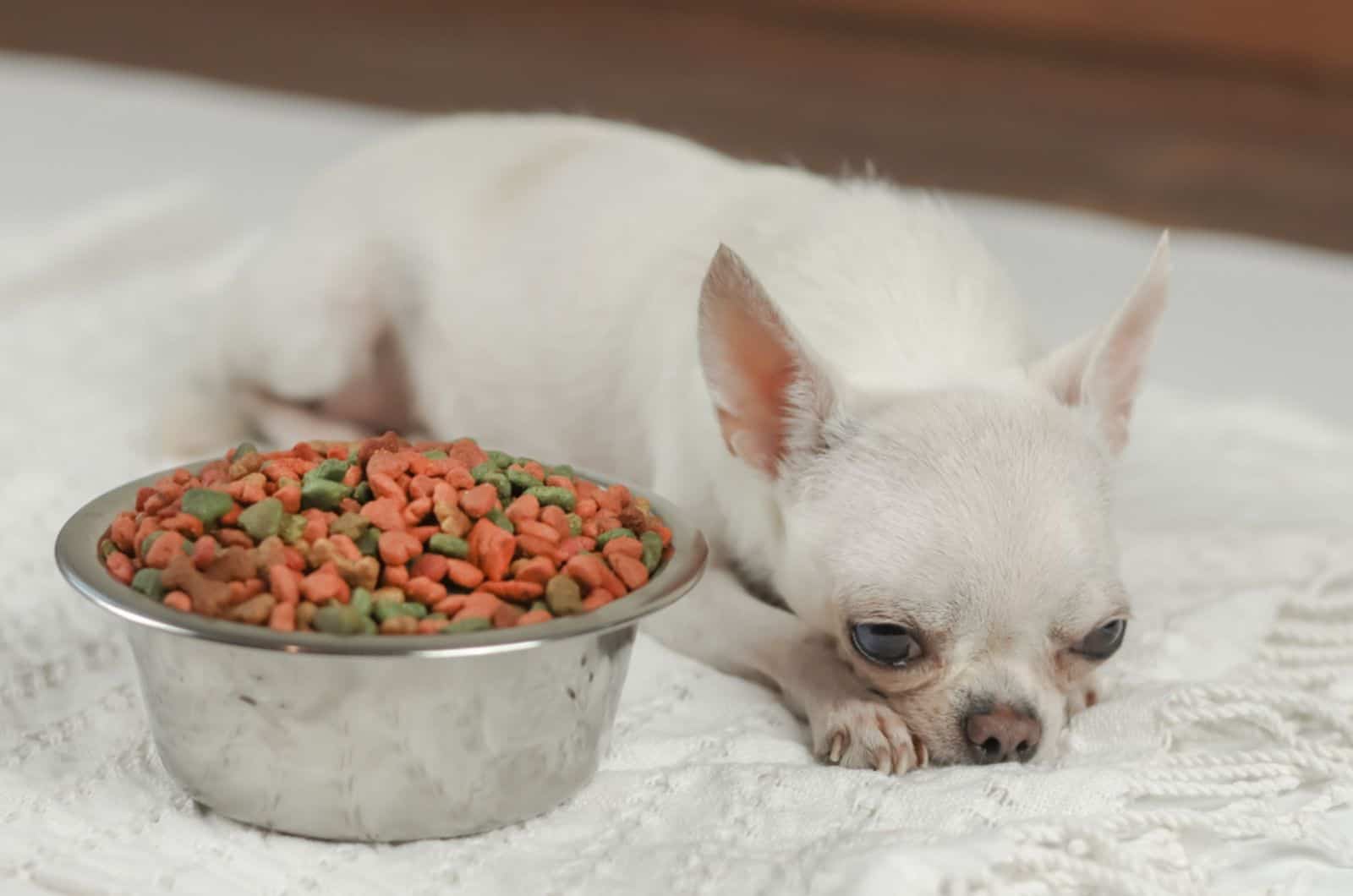 chihuahua dog lying beside dog food bowl
