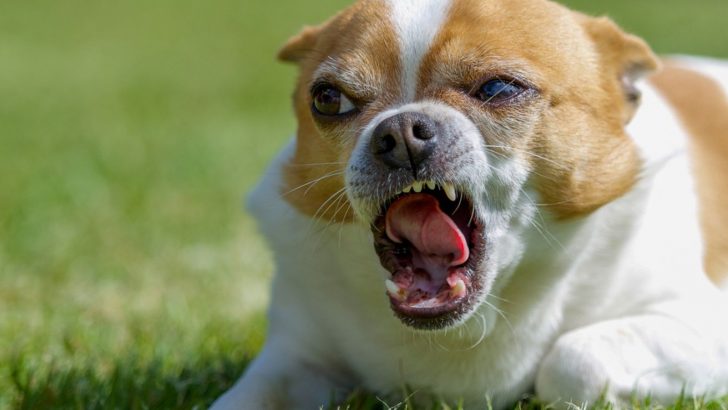 Why Is My Chihuahua So Mean? Let’s Find Out Together
