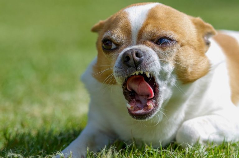 angry chihuahua dog lying on the grass
