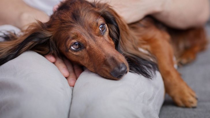 Why Is My Dachshund So Afraid Of People? 3 Answers