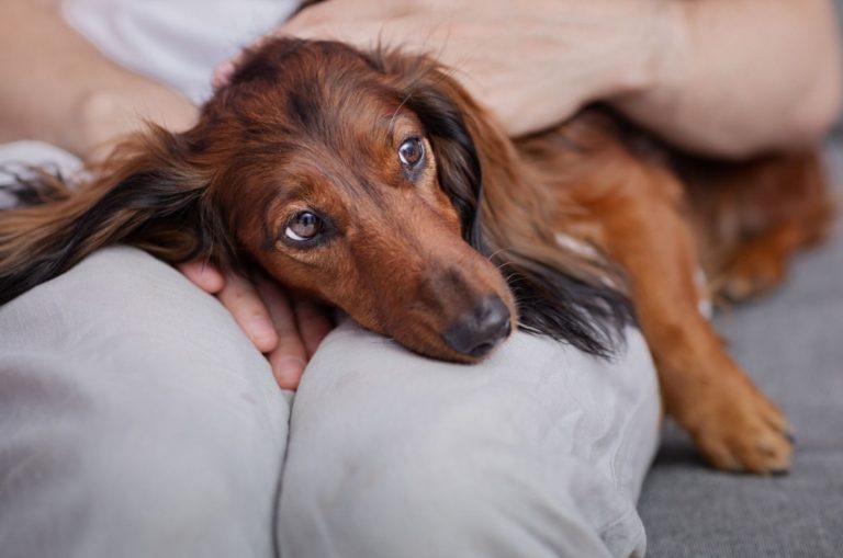 dachshund lying on his owner lap